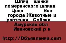 Шпиц - шенки померанского шпица › Цена ­ 20 000 - Все города Животные и растения » Собаки   . Амурская обл.,Ивановский р-н